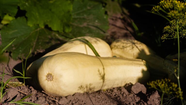 Combien de butternut planter par pied pour une récolte optimale ?