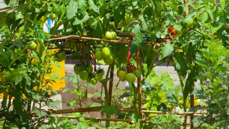 Quel espace laisser entre deux pieds de tomates pour une bonne croissance ?
